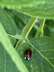 Adalia bipunctata