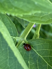 Adalia bipunctata