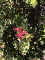 Arctostaphylos purissima purissima