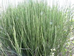 Euphorbia rossiana