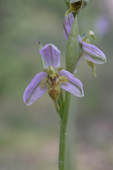 Ophrys apifera trollii
