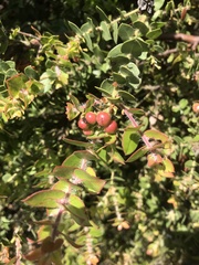 Arctostaphylos purissima purissima