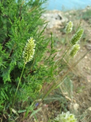 Phleum paniculatum
