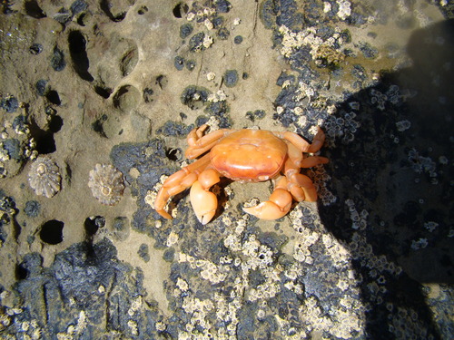 Cyclograpsus insularum