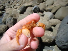 Cyclograpsus insularum