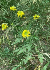 Sisymbrium loeselii