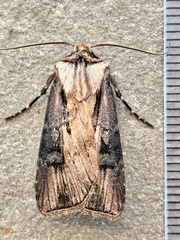 Agrotis volubilis