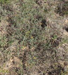 Lasiosiphon capitatus