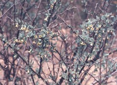 Lycium puberulum berberioides