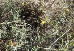 Lasiosiphon capitatus