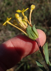 Lasiosiphon capitatus