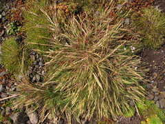 Agrostis magellanica