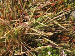 Agrostis magellanica