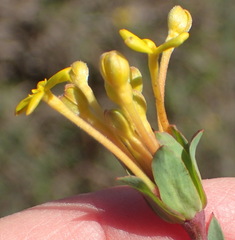 Lasiosiphon capitatus