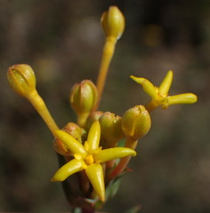 Lasiosiphon capitatus