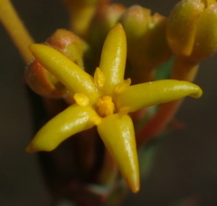 Lasiosiphon capitatus