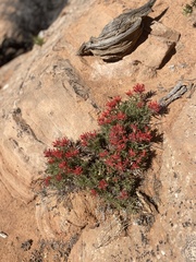 Castilleja scabrida