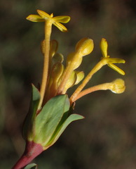 Lasiosiphon capitatus