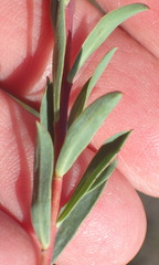 Lasiosiphon capitatus