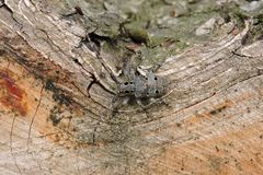 Mesosa curculionoides