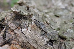 Mesosa curculionoides