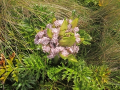 Anisotome latifolia
