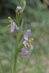 Ophrys apifera trollii
