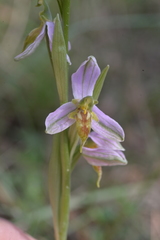 Ophrys apifera trollii