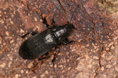 Melandrya caraboides