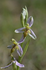 Ophrys apifera trollii
