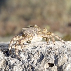 Pachygrapsus marmoratus