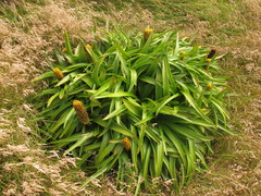 Bulbinella rossii