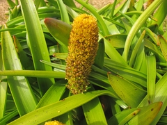 Bulbinella rossii