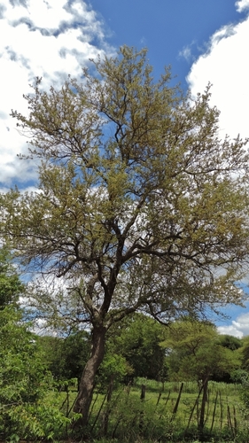 Leadwood (Combretum imberbe)