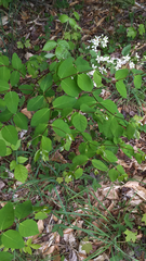 Apocynum androsaemifolium