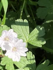 Geranium pyrenaicum