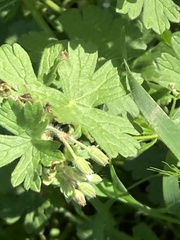 Geranium pyrenaicum