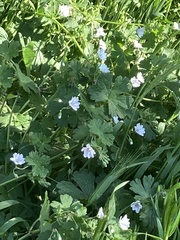 Geranium pyrenaicum