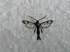 Synanthedon myopaeformis