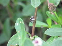 Leptofreya