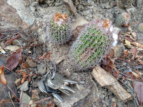 Parodia ocampoi