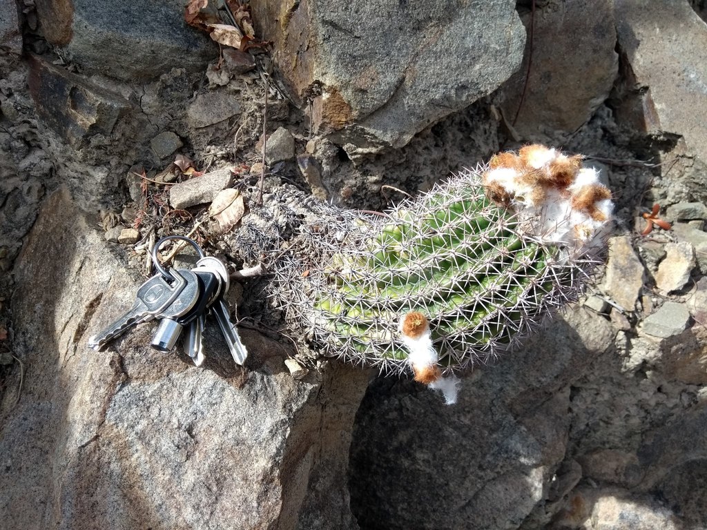 Parodia ocampoi, Oropeza, Bolivia