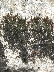 Frullania kunzei