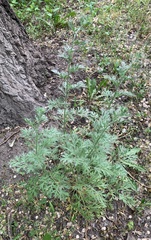 Artemisia absinthium