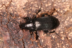 Melandrya caraboides