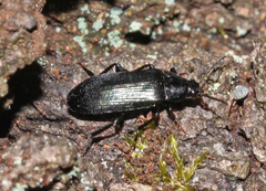 Melandrya caraboides