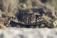 Pachygrapsus marmoratus
