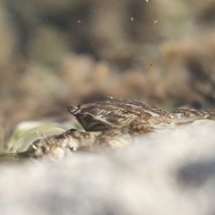 Pachygrapsus marmoratus