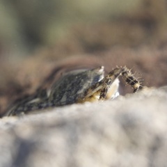 Pachygrapsus marmoratus