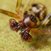 Arañas Tejedoras de Sábanas - Photo (c) Pierre Bornand, algunos derechos reservados (CC BY-NC)